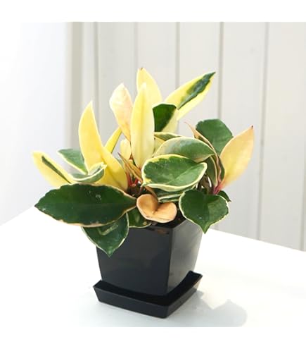 はぐさん専用 ＊Hoya ＊ ホヤ ＊ inflata ホヤ インフラータ「Hoya inflata」4/26-405M1 | SHOUCHIKUEN